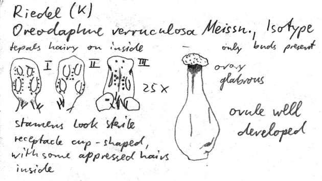 Vorschaubild Oreodaphne verruculosa Meisn.